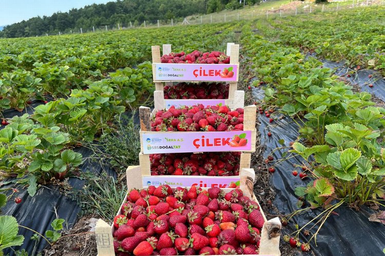 Sakarya’da çilekte ikinci yıl bereketi… 1 ayda 6 ton hasat