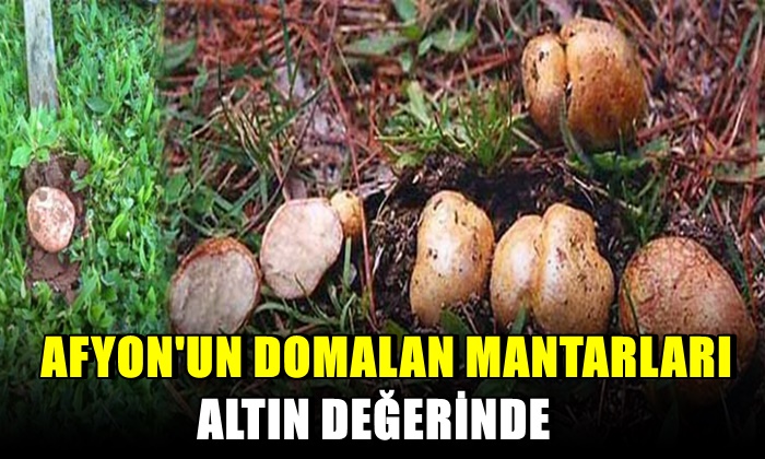 Afyon’un domalan mantarları altın değerinde