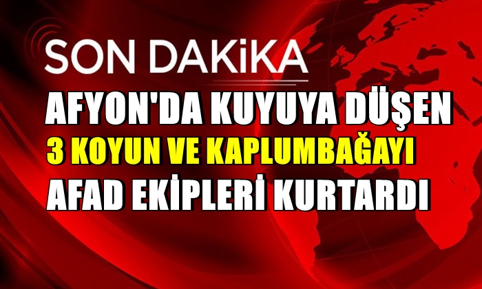Afyon’da kuyuya düşen 3 koyunu AFAD kurtardı