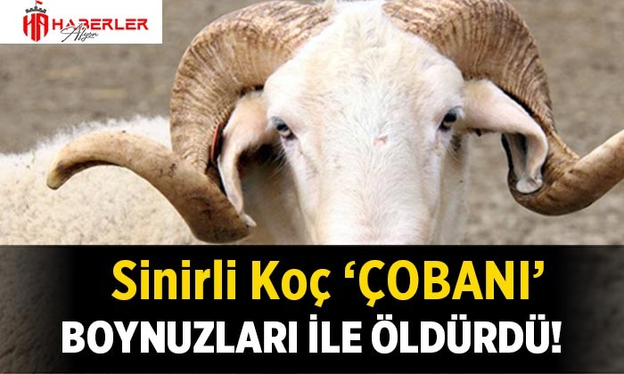 Sinirli koç çobanı boynuzları ile öldürdü!