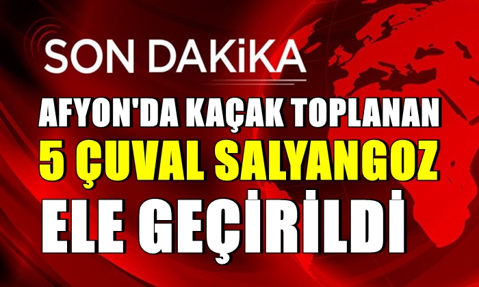 Afyon’da kaçak toplanan 5 çuval salyangoz ele geçirildi