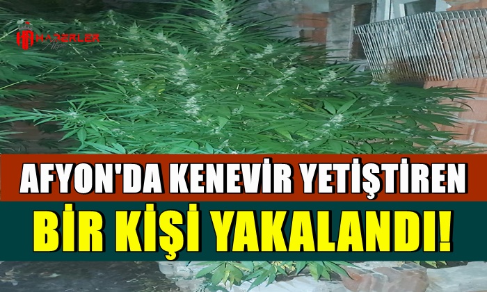 Afyon’da kenevir yetiştiren bir kişi yakalandı