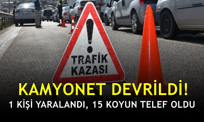 Kamyonet devrildi, 1 kişi yaralandı 15 koyun telef oldu