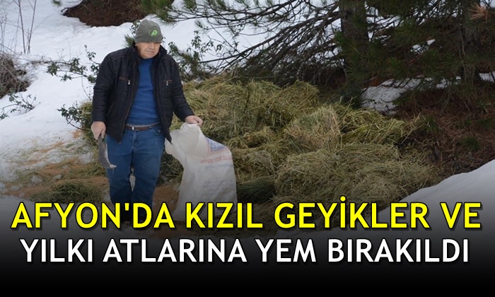 Afyon’da kızıl geyikler ve yılkı atlarına yem bırakıldı