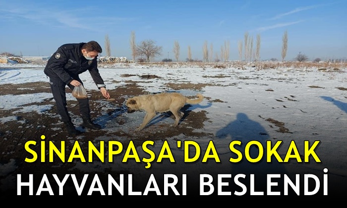 Sinanpaşa’da sokak hayvanları beslendi
