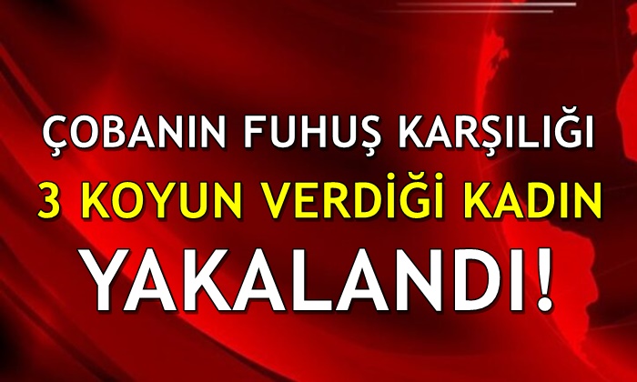 Çoban ile koyun karşılığında fuhuş yapan kadın yakalandı!