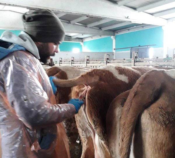 Altıntaş’ta ’Hastalıktan ari’ işletmelerde tüberküloz testi