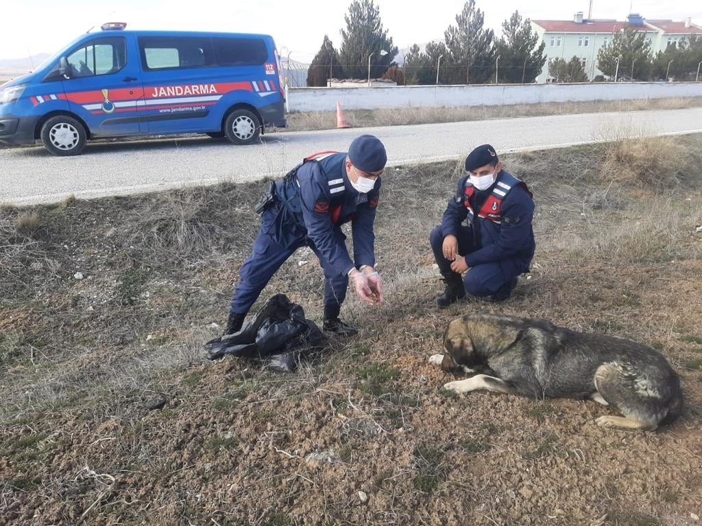 Altıntaş’ta sokak hayvanlarına mama bırakıldı