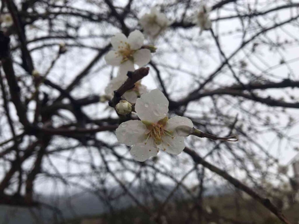 Bilecik’te baharın habercisi bademler çiçek açtı