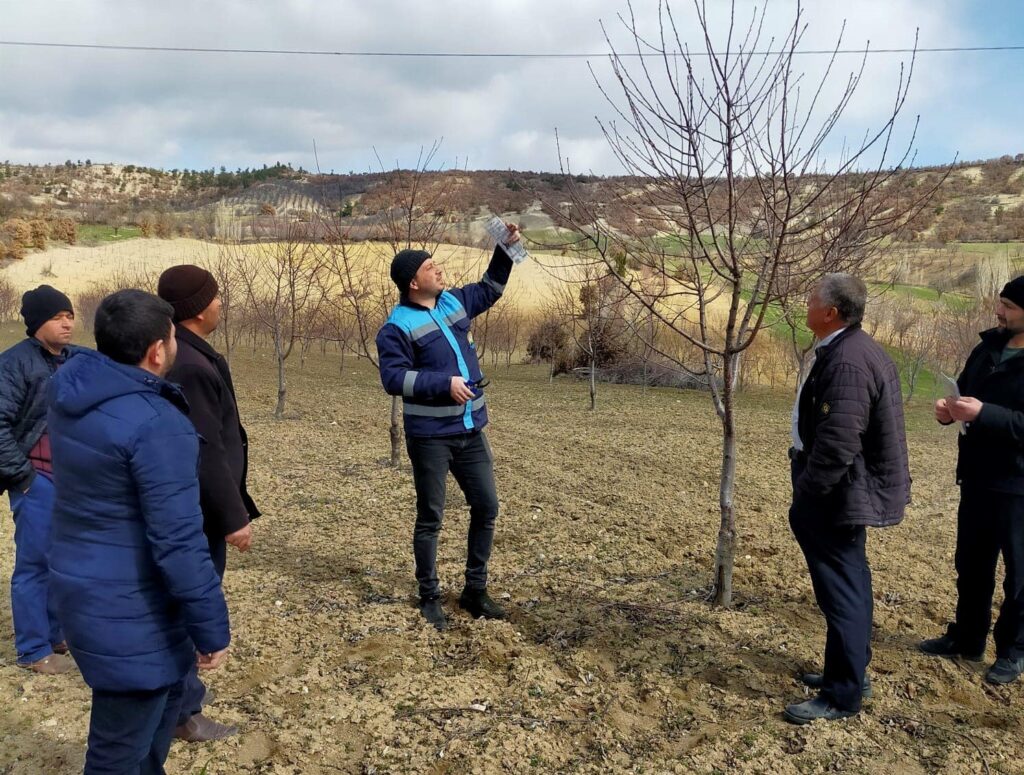 Gediz Üzümlü köyünde budama teknikleri eğitimi