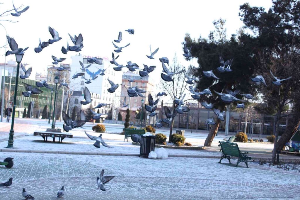 Güneşin doğmasıyla beraber güvercinler de beslenme telaşına düştü