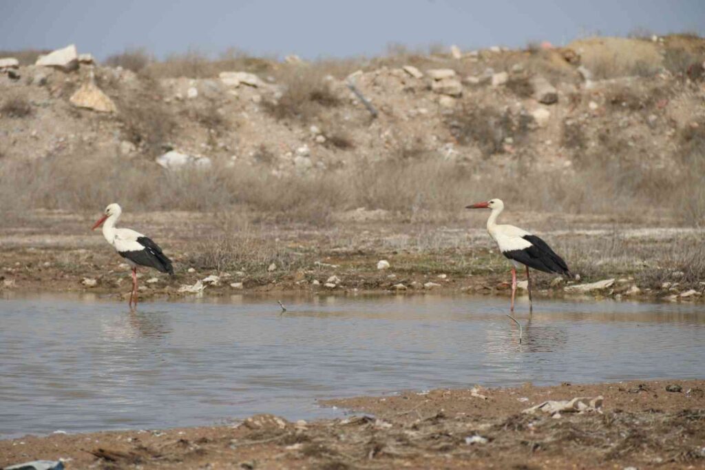 İlkbaharın müjdecileri Eskişehir semalarına ulaştı