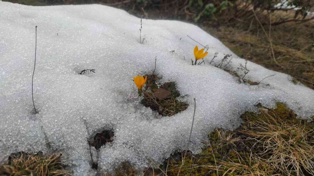 Kar ve çiçek açan çiğdemler yan yana