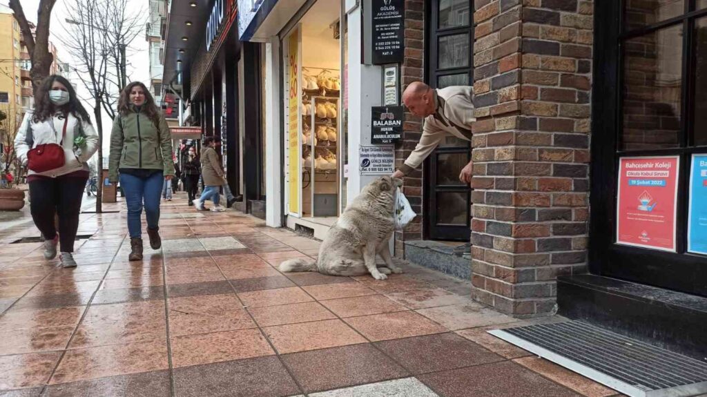 (ÖZEL) Eskişehir’in sevimli, tembel ve tombul köpekleri