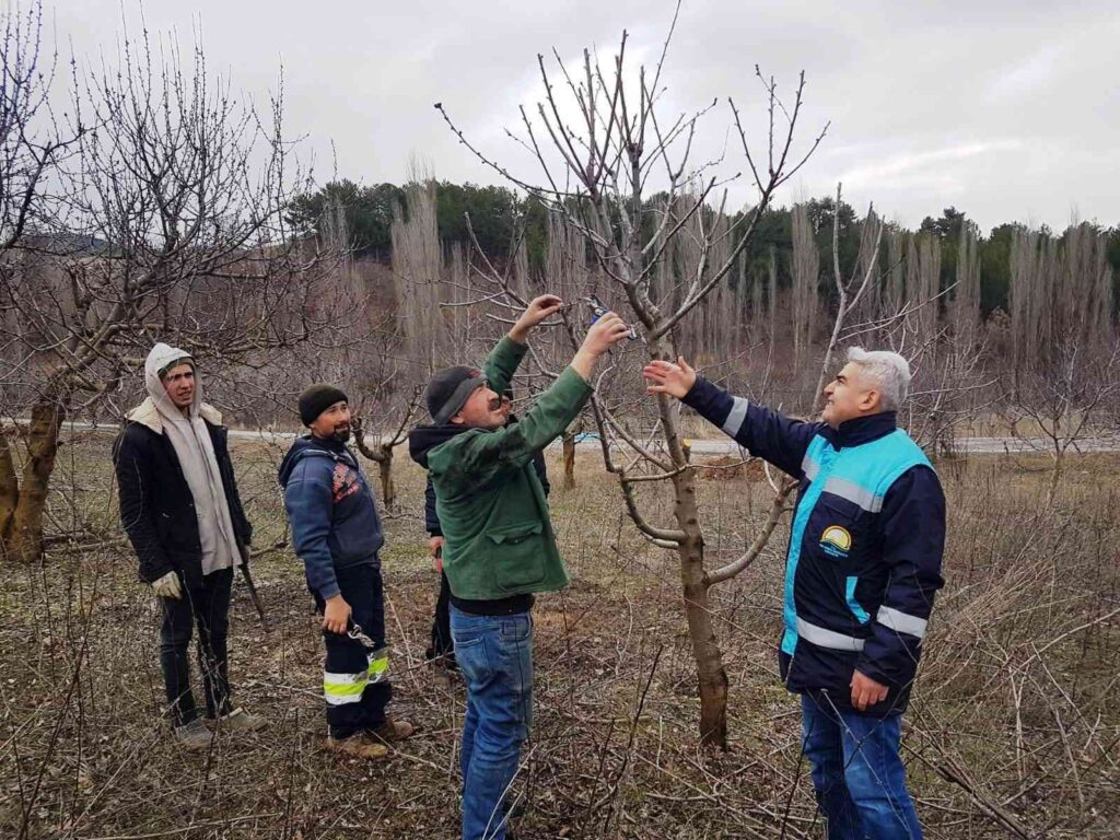 Şaphane’de meyve üreticilerine budama teknikleri eğitimi