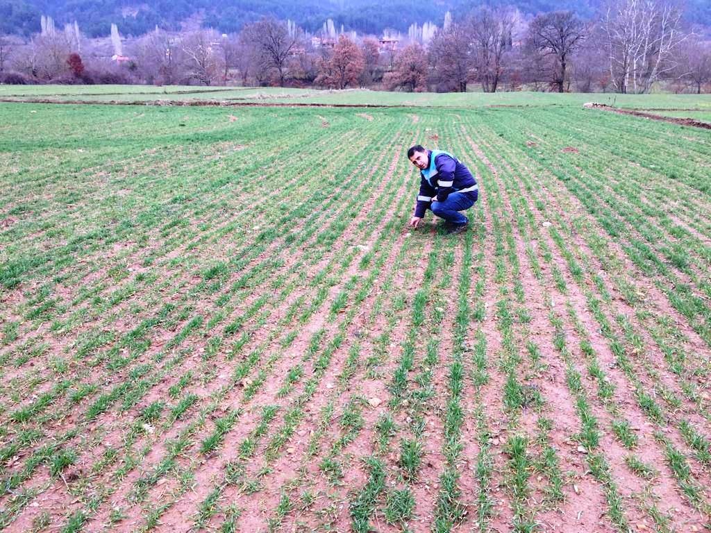 Simav’da ekmeklik buğdayda fenolojik gözlem ile hastalık ve zararlı kontrolleri