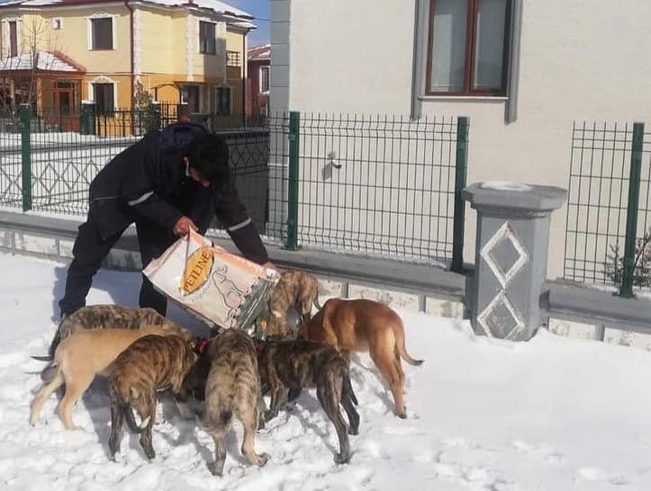 Sokak hayvanları için mama ve yem bırakıldı