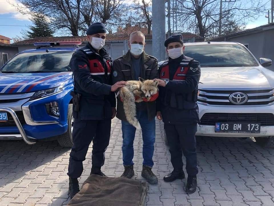 2021 yılının ilk 4 ayında 527 yaban hayvanı iyileştirildi