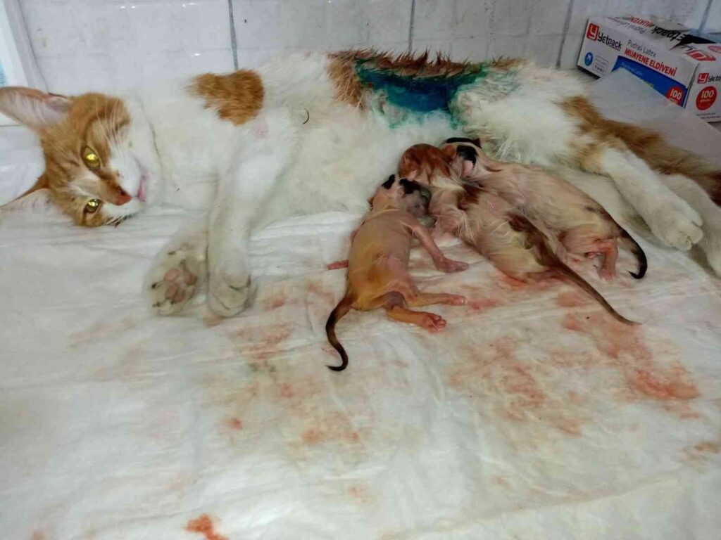Bilecik’te gebe kedi sezaryen ile doğum yaptırıldı