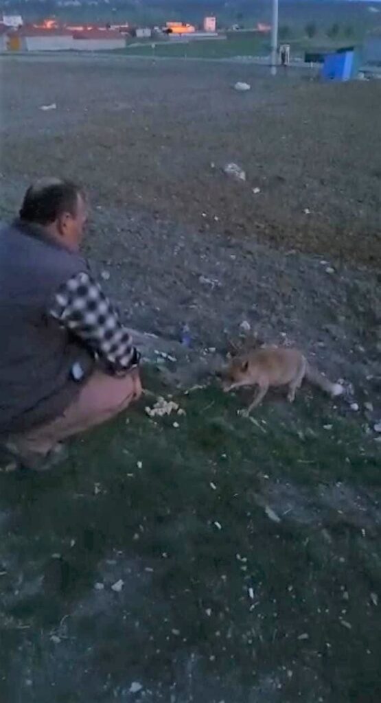 Davetsiz misafiri tilkiyi her gün elleriyle besliyor