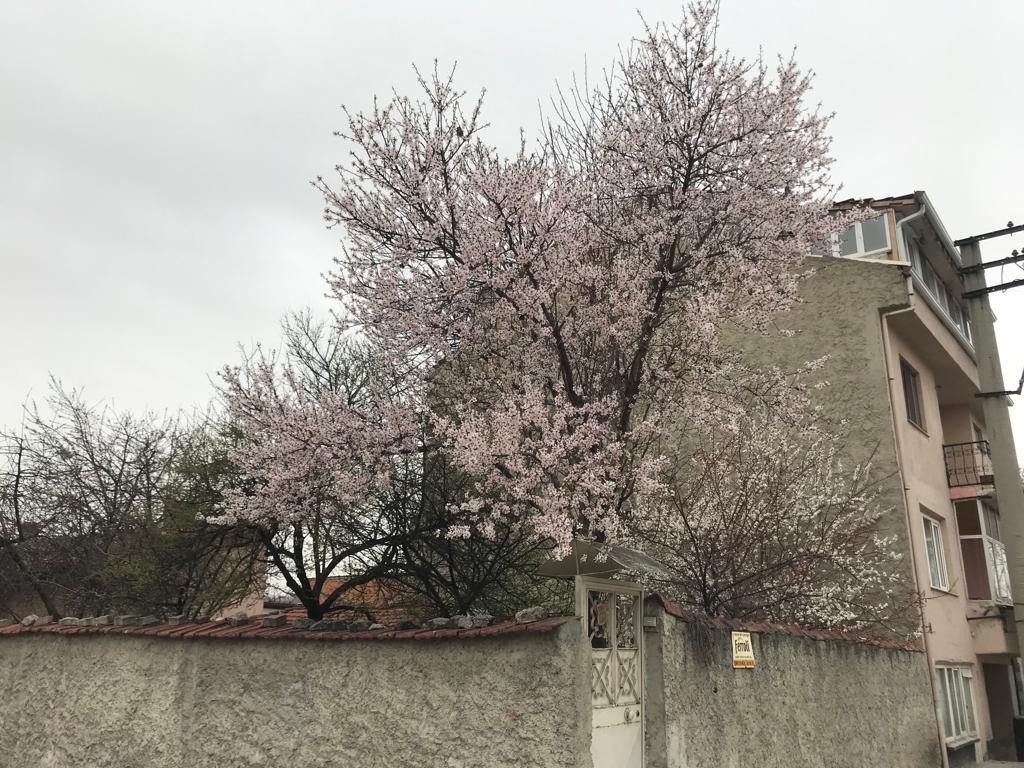 Eskişehir’de seyrine doyumsuz çiçek manzaraları