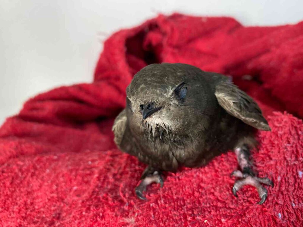 Göç yolunda yorgun düşen ebabil kuşu tedavi altına alındı