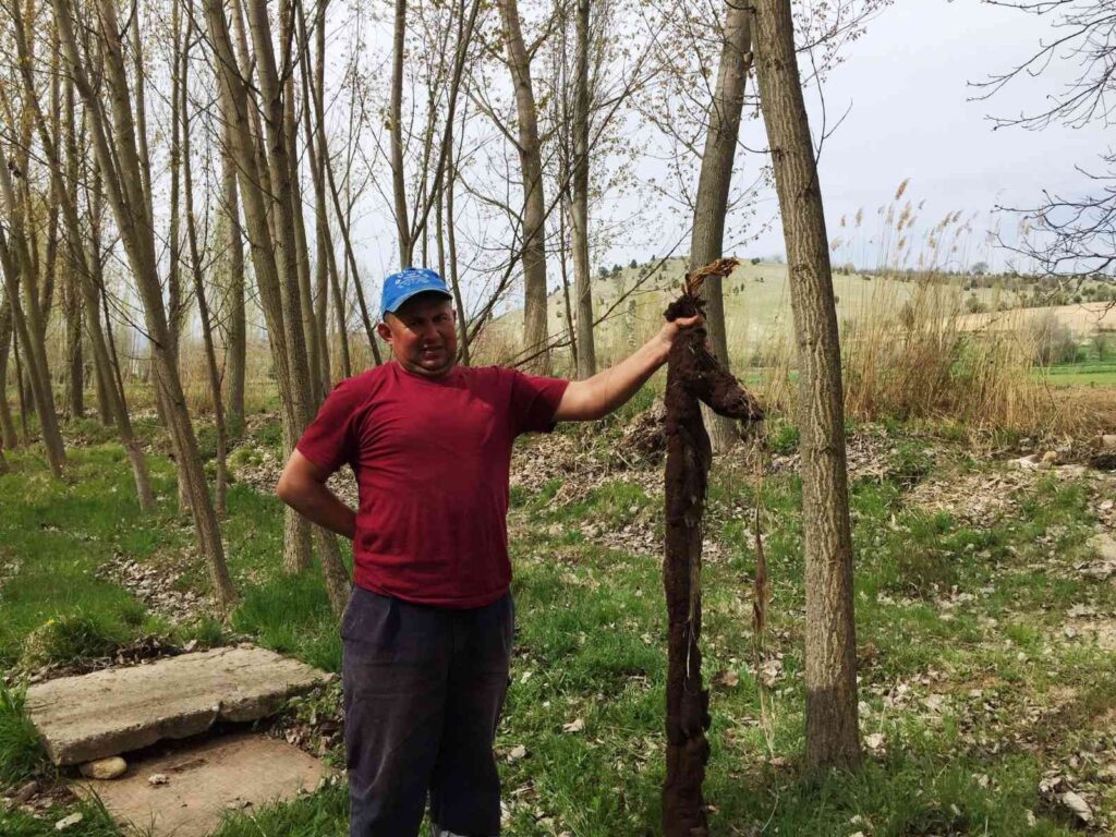 Hisarcık’ta su borusunun içinden 7 metre ağaç kökü çıktı