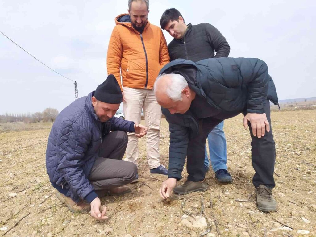 Kütahya’da “Durusa” cinsi buğday sahasında kontroller yapıldı