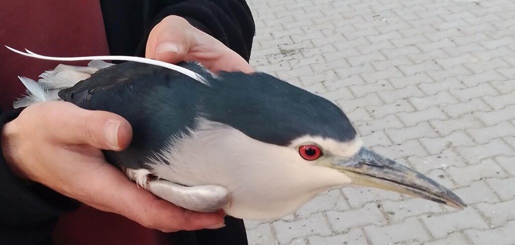 Yaralı halde bulunan gece balıkçılı kuşu tedavi altına alındı