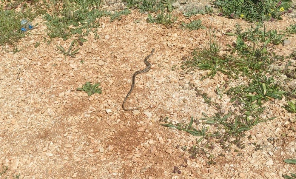 Bilecik’te çamaşır makinesi içinden yılan çıktı