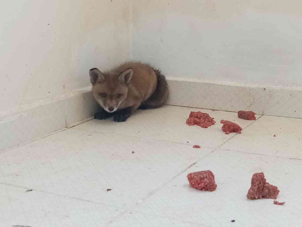 Bilecik’te yakalanan yavru tilki ilgi odağı oldu