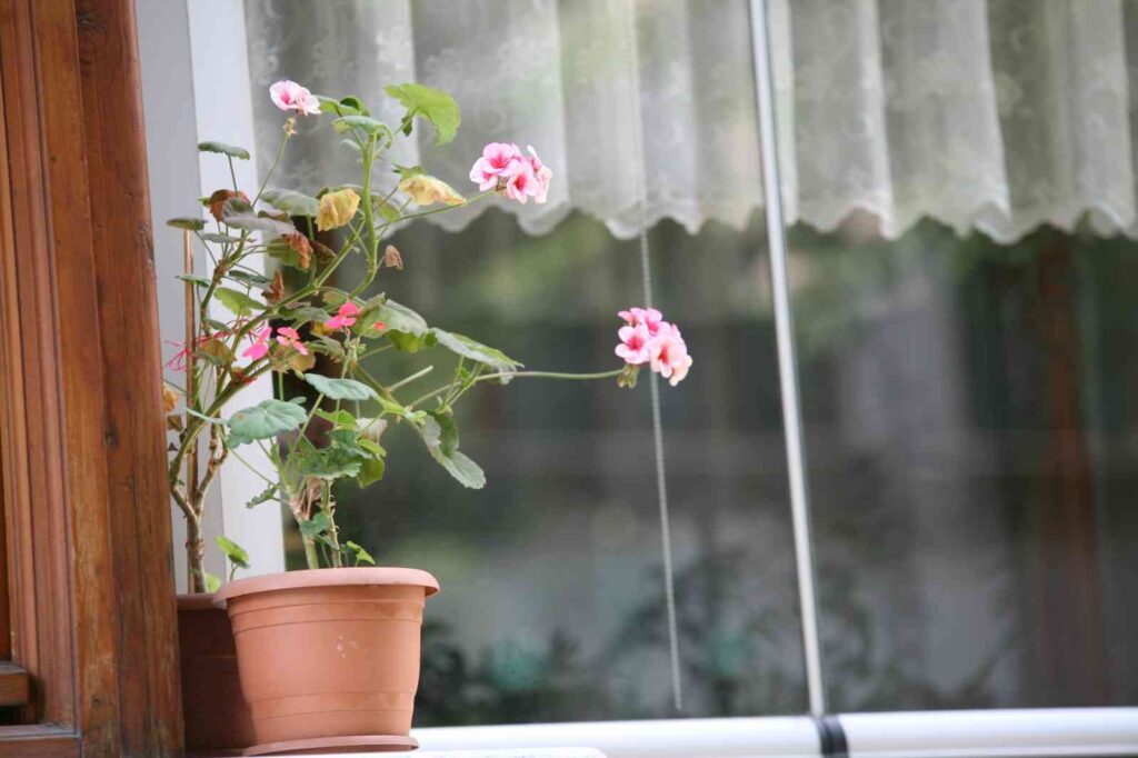 Eskişehir’in balkonları çiçek açtı