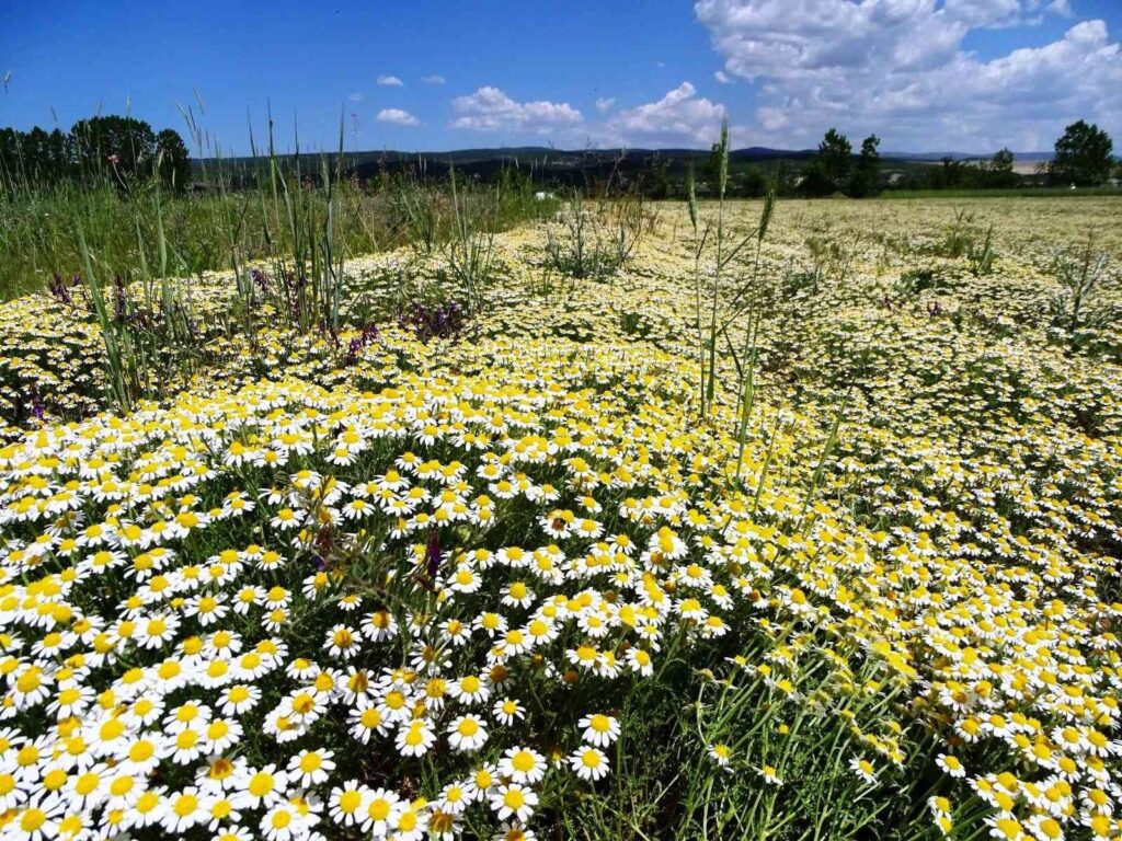 Hisarcık’ta papatyalar tarlaları süsledi