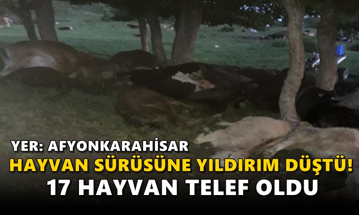 Hayvan sürüsünün üzerine yıldırım düştü, 17 büyükbaş telef oldu
