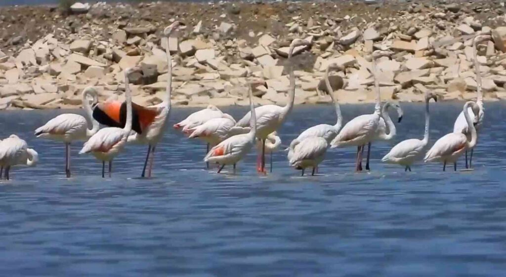 Acıgöl’de flamingolar böyle görüntülendi