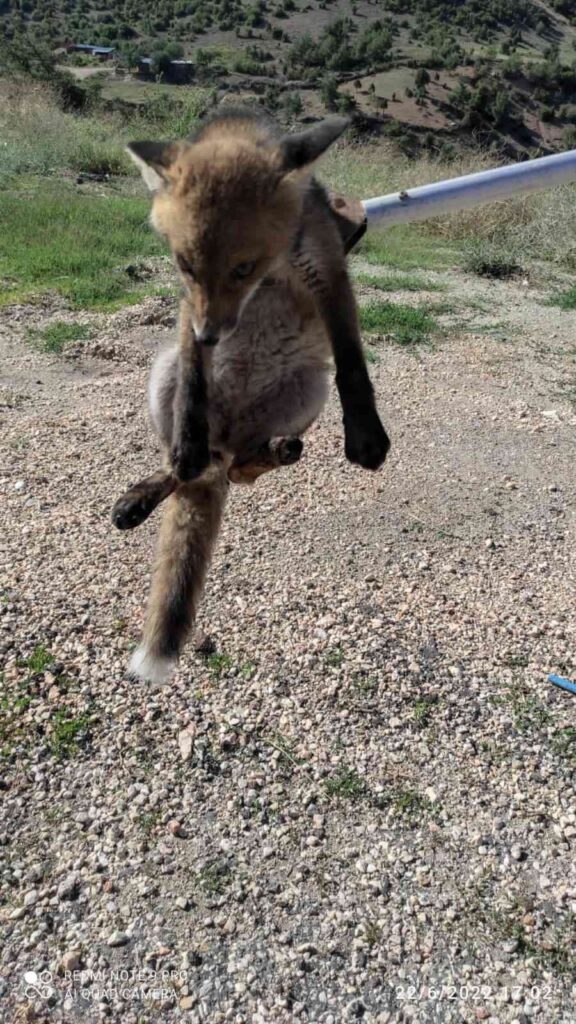 Bilecik’te beslenerek büyütülen yavru tilki doğal ortamına salındı