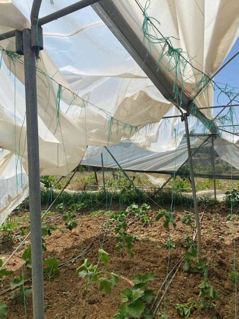 Bilecik’te seraları hortum vurdu