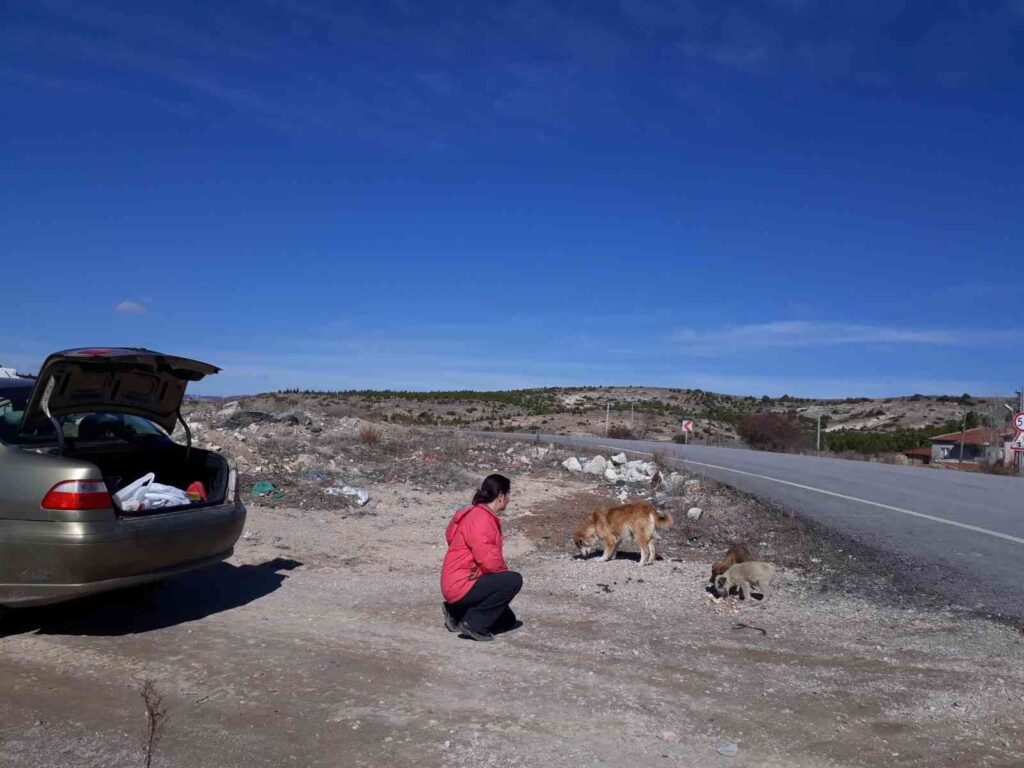 Doktorluğa ara verdi, sokak hayvanlarını tedavi ediyor