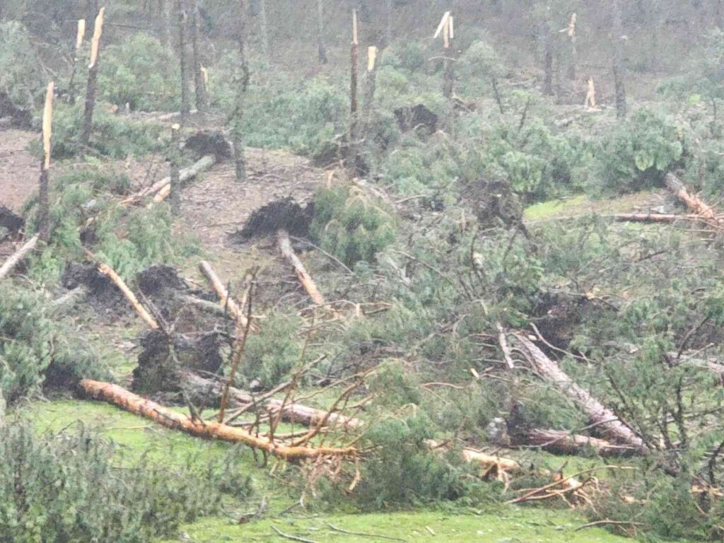Kütahya’da hortum paniği: 80’e yakın ağaç devrildi