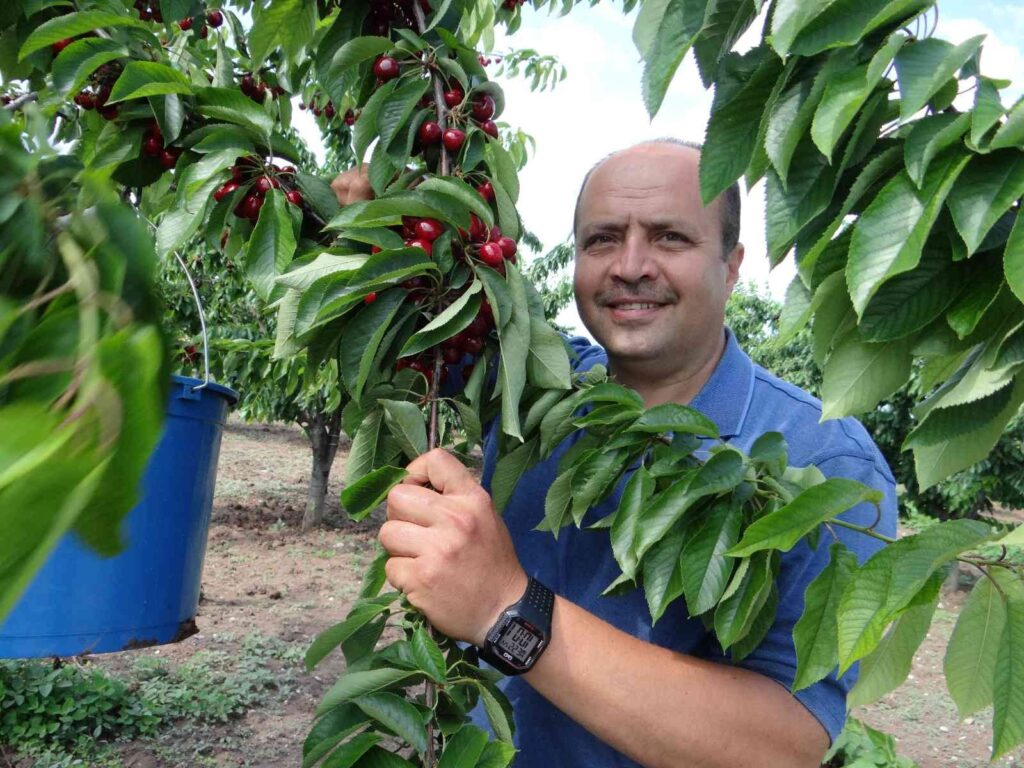 (ÖZEL) 5 ülkeye ihracatı yapılan ’Napolyon’ cinsi kirazın hasadına başlandı