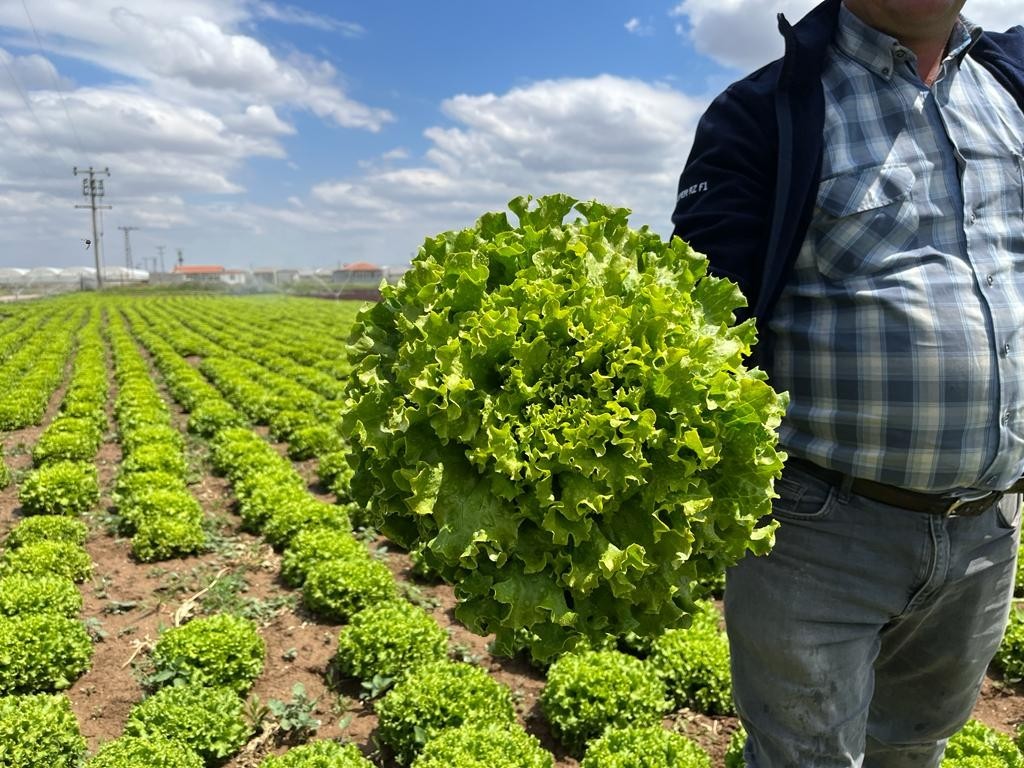 (ÖZEL) Tarladan 1,5 liraya çıkan marul marketti 7-8 lira