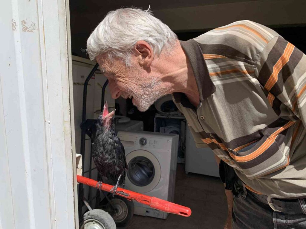 Yaralı kargayı Recep Amca kurtardı