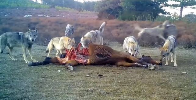 Afyonkarahisar’da vahşi yaşam fotokapanlara yansıdı
