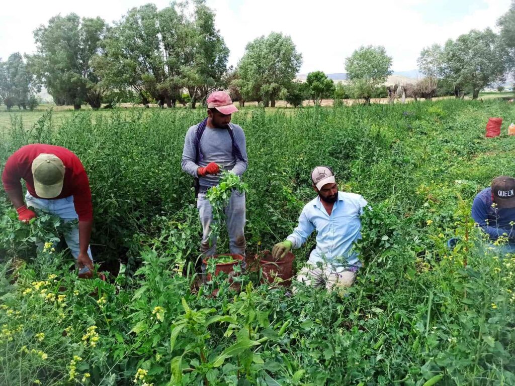 Bin kilometrelik yoldan bezelye toplamaya geldiler