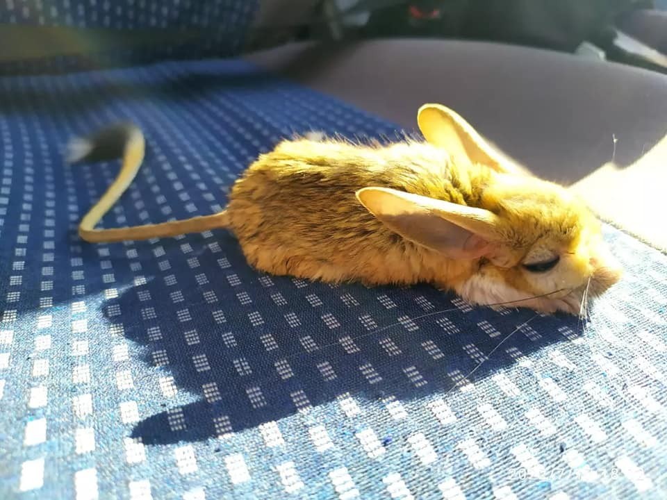 Bitkin halde bulunan Arap Tavşanı tedavi altına alındı