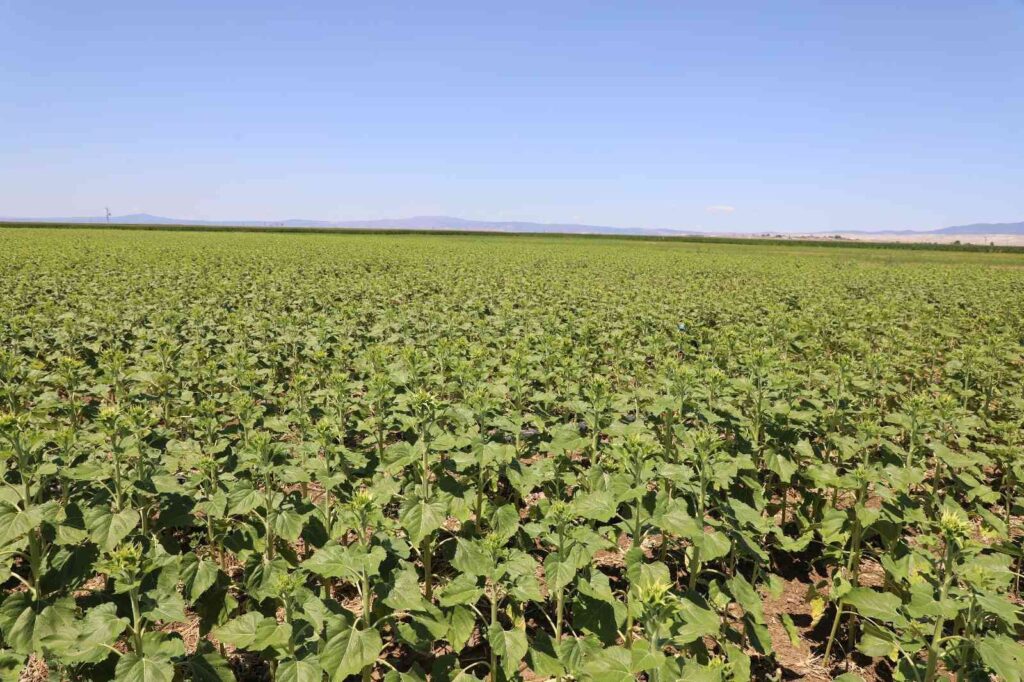 Çayır tırtılı mısır için de tehdit oluşturuyor