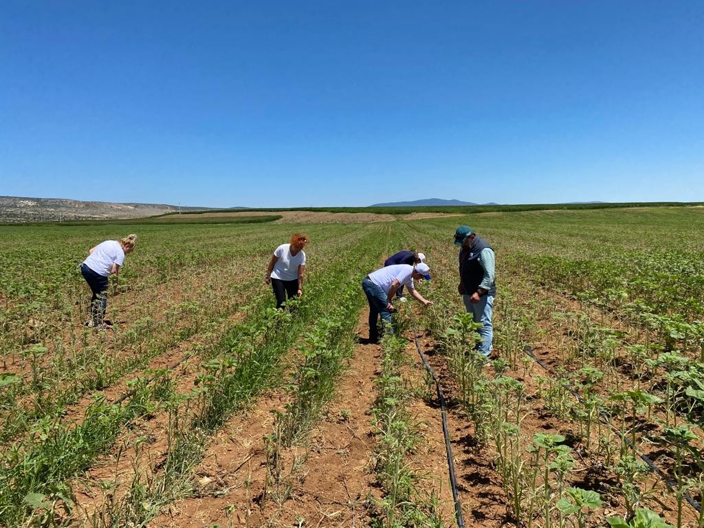 Eski̇şehi̇rde Çayır Tırtılı İsti̇lası