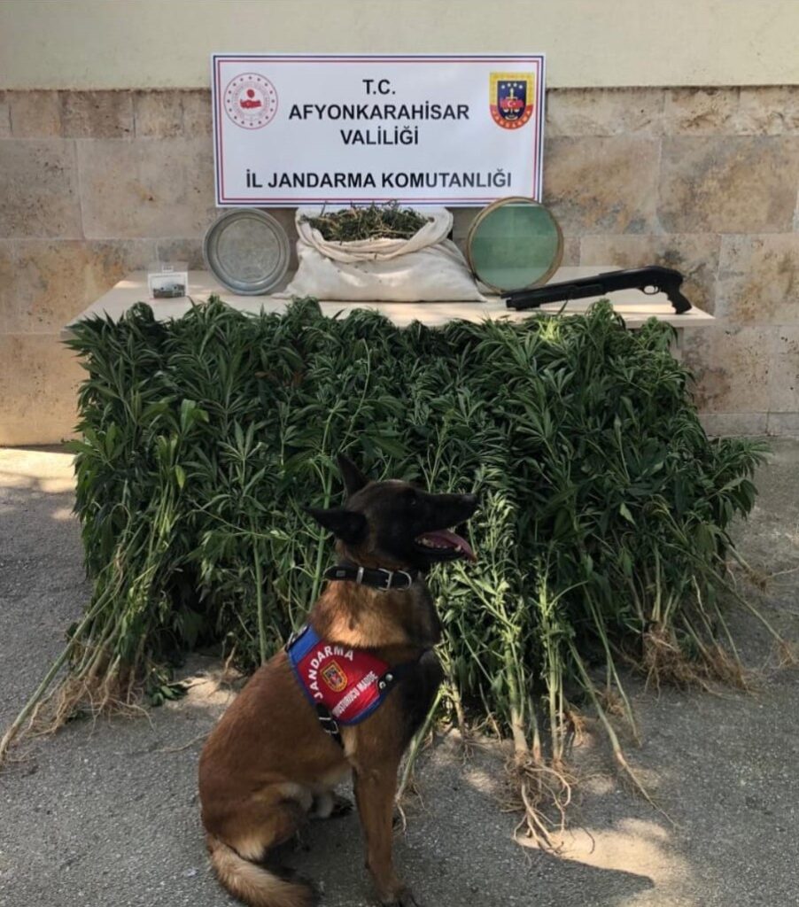 Eve yapılan baskında esrar ve kenevir ele geçirildi