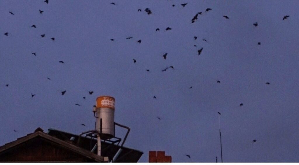 Hisarcık’ta kargaların gökyüzündeki dansı kameraya işte böyle yansıdı