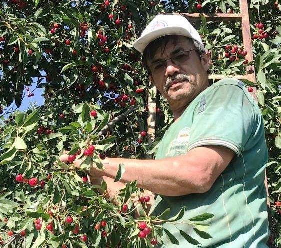 Hisarcık’ta vişnenin kilo fiyatı 5 TL